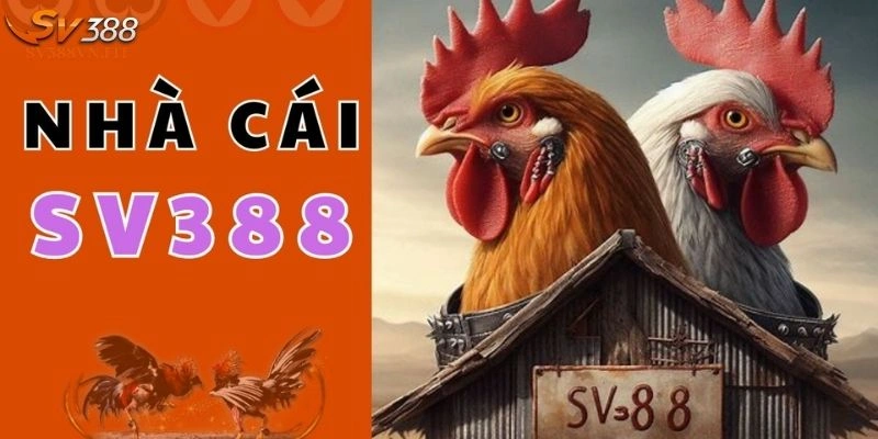 Trực Tiếp Đá Gà C1